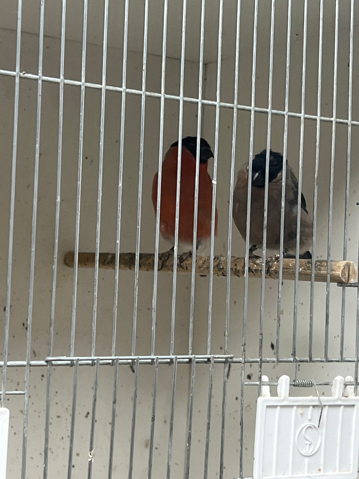 Koppel noordse goudvinken. 2025, Dieren en Toebehoren, Vogels | Overige Vogels, Meerdere dieren