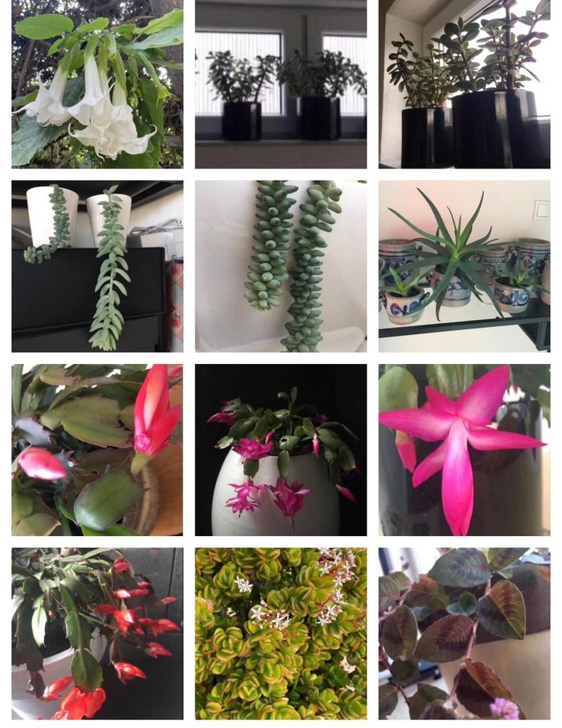 verschillende biologische kamerplanten pakketten, Overige soorten, Ophalen of Verzenden, In pot, Minder dan 100 cm