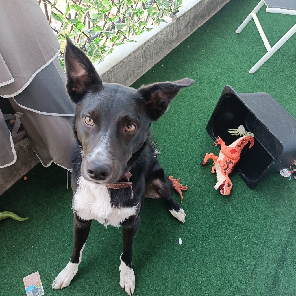 Hele lieve hond zoekt een lief baasje, Dieren en Toebehoren, Honden | Niet-rashonden, Reu, 1 tot 2 jaar, Parvo, Eén hond
