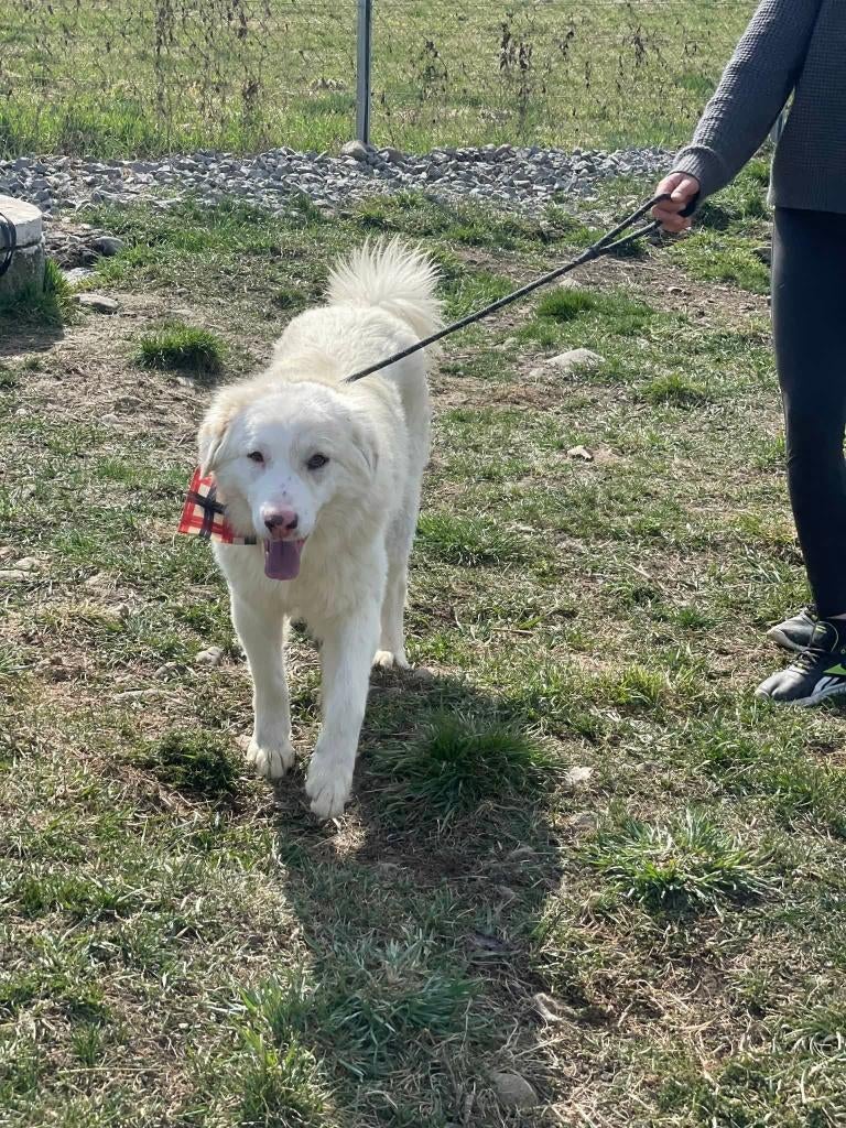 LEO, PRACHTIG VRIENDELIJK & ZACHTAARDIGe JONGe REU, Dieren en Toebehoren, Honden | Niet-rashonden, Particulier, Reu, 1 tot 2 jaar