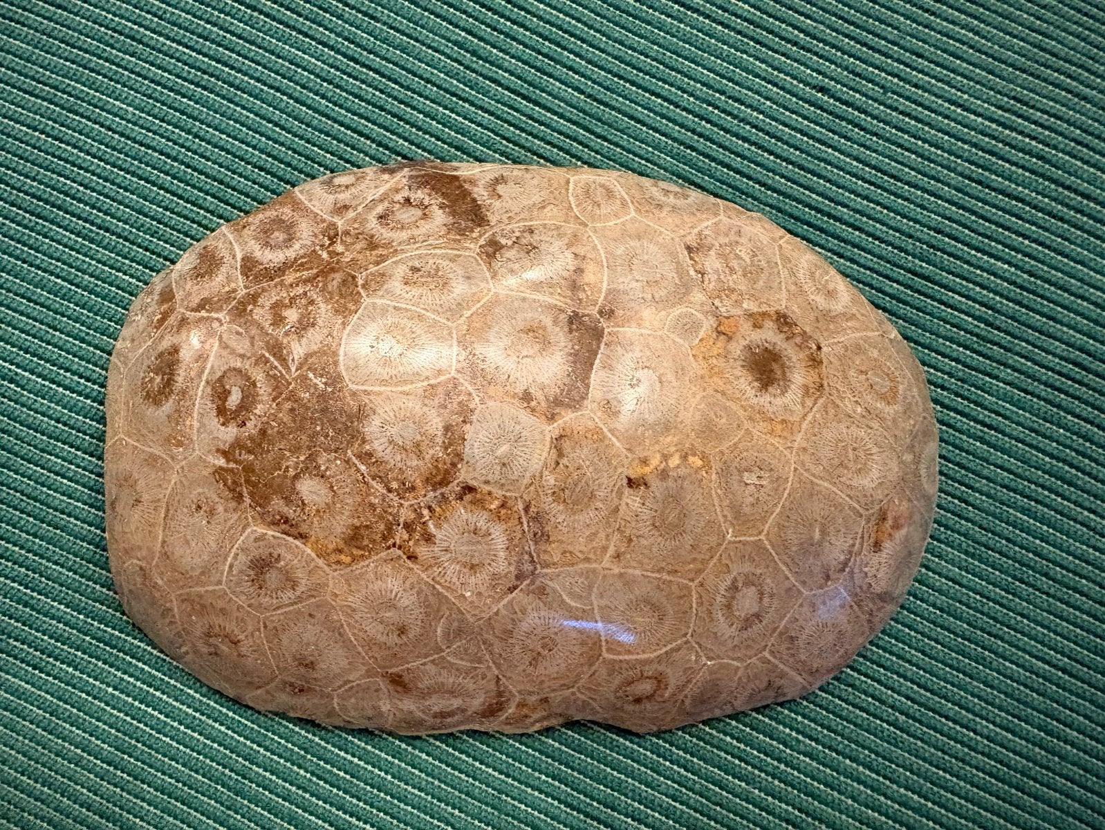 Petoskey steen fossiel koraal, Verzamelen, Mineralen en Fossielen, Ophalen of Verzenden, Fossiel
