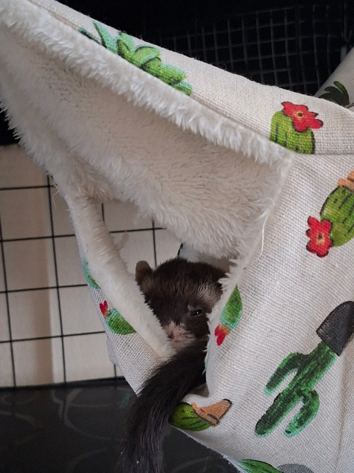 schattige fret tekoop, April, Mannelijk, Fret