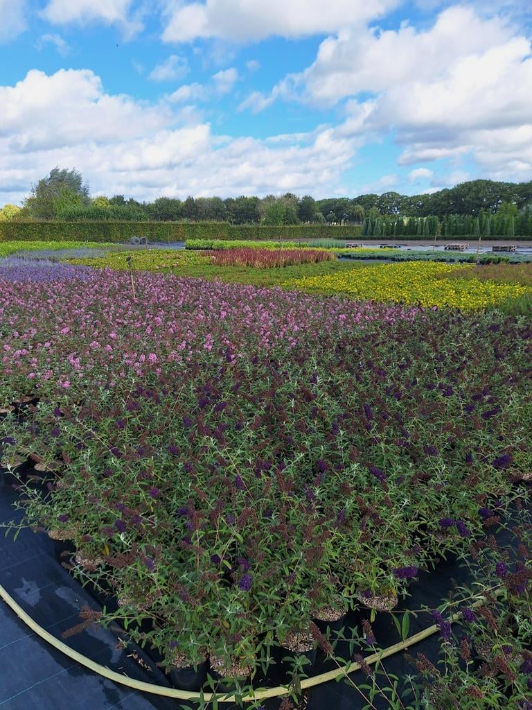 Vele soorten vaste planten ☘️🍁, Dieren en Toebehoren