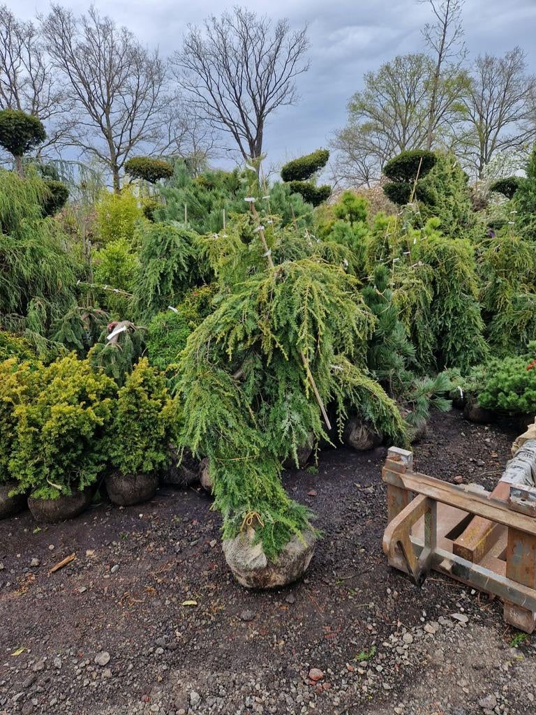 Tsuga Canadensis Pendula - Treurvormige Hemlockspar, Vaste plant, Bloeit niet, Halfschaduw, Ophalen