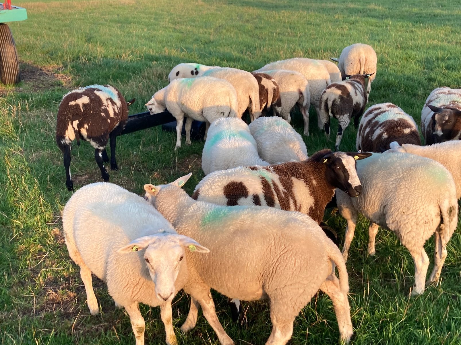 Te koop 26 lammeren, Dieren en Toebehoren, Schapen, Geiten en Varkens, Vrouwelijk, Schaap