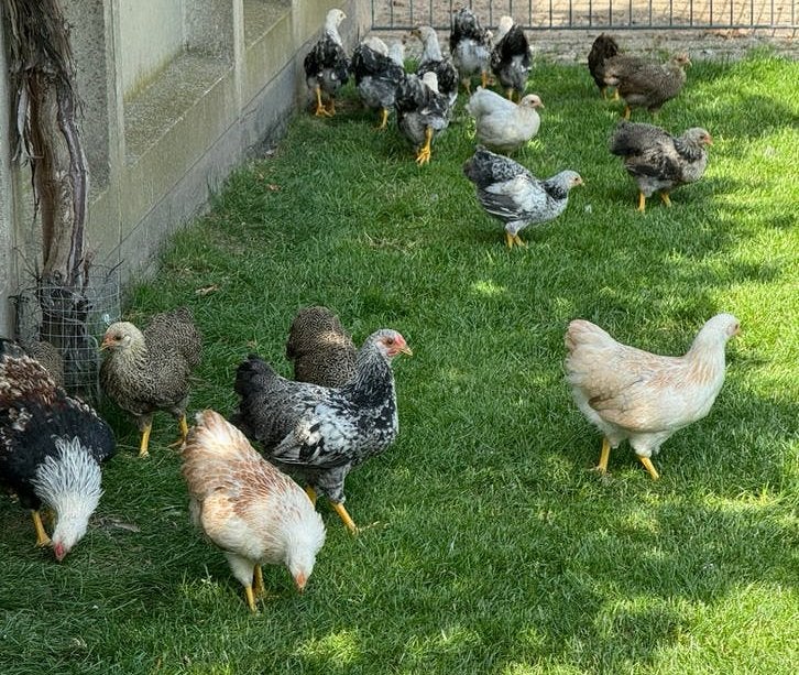 Jonge wyandotte kriel kuikens, Dieren en Toebehoren, Pluimvee, Mannelijk, Kip