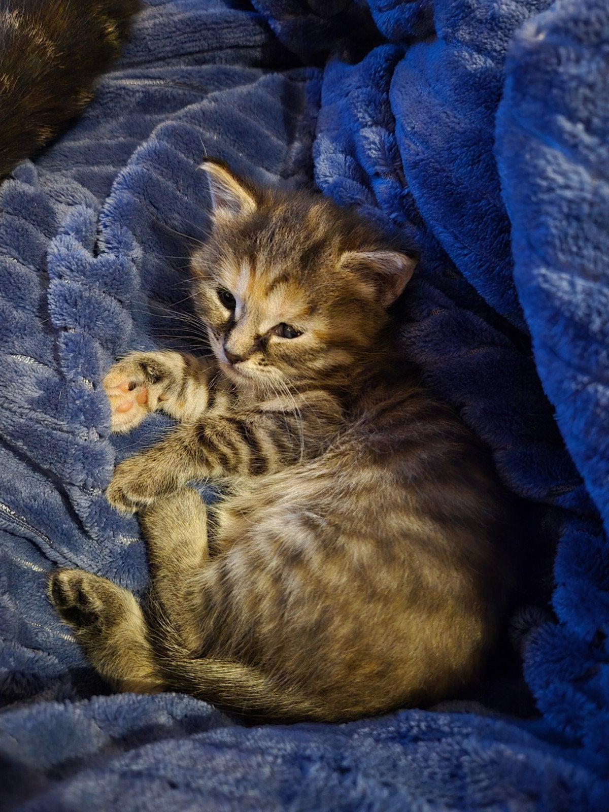 Prachtige kittens zoeken een nieuw huisje