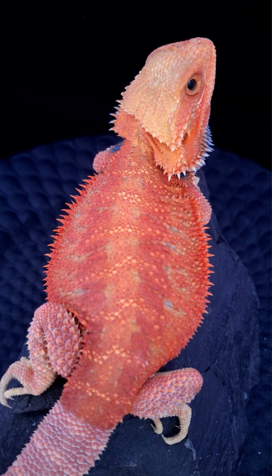 Boss Red HypoTrans Coral G-Stripe Blue Bar Baardagaam man Bearded Dragon photo 3