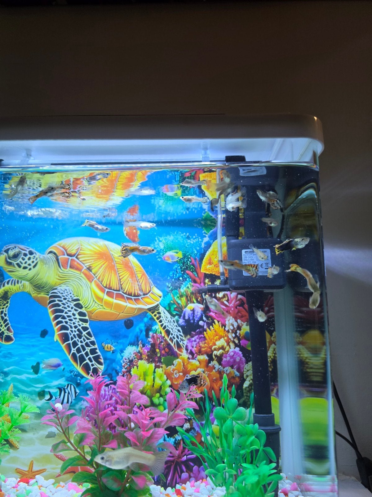 Aquarium en vissen, Vis