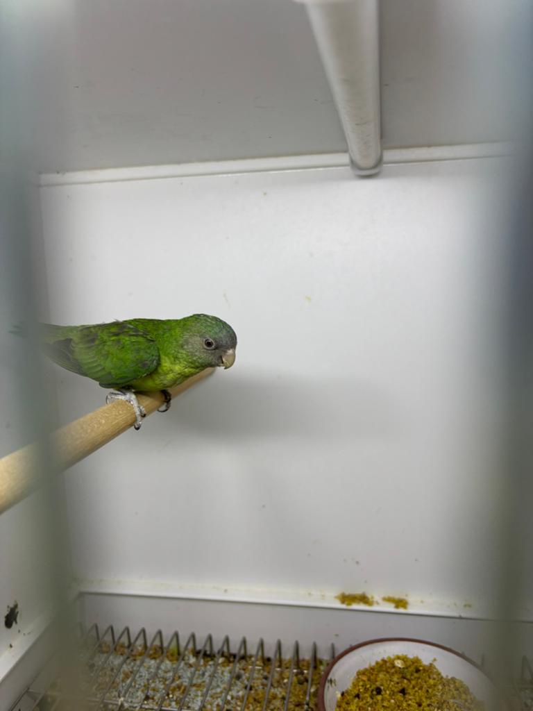 Kweekkoppel cana, Dieren en Toebehoren, Meerdere dieren, Parkiet, Geringd