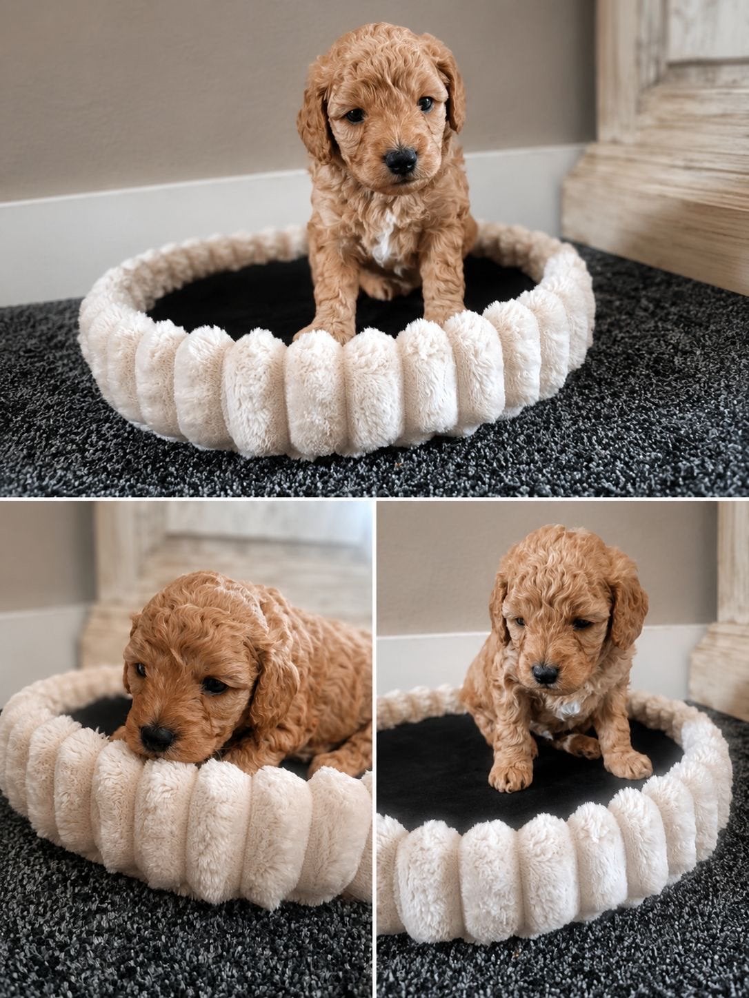 Labradoodle Mini labradoodle /Pups /nestje, Dieren en Toebehoren, Overige rassen, 8 tot 15 weken, Parvo, Meerdere