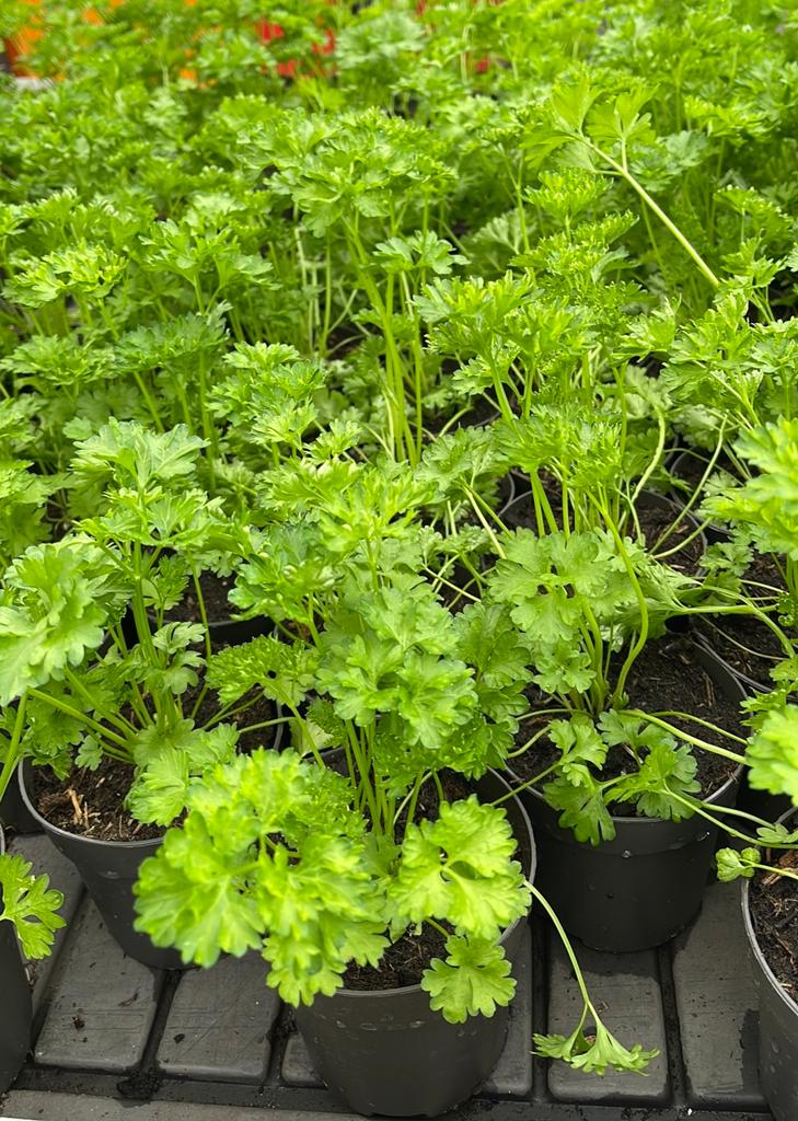 Kruiden en munt (4 voor €5), Tuin en Terras, Planten | Tuinplanten, Ophalen, Vaste plant, Kruiden, Volle zon