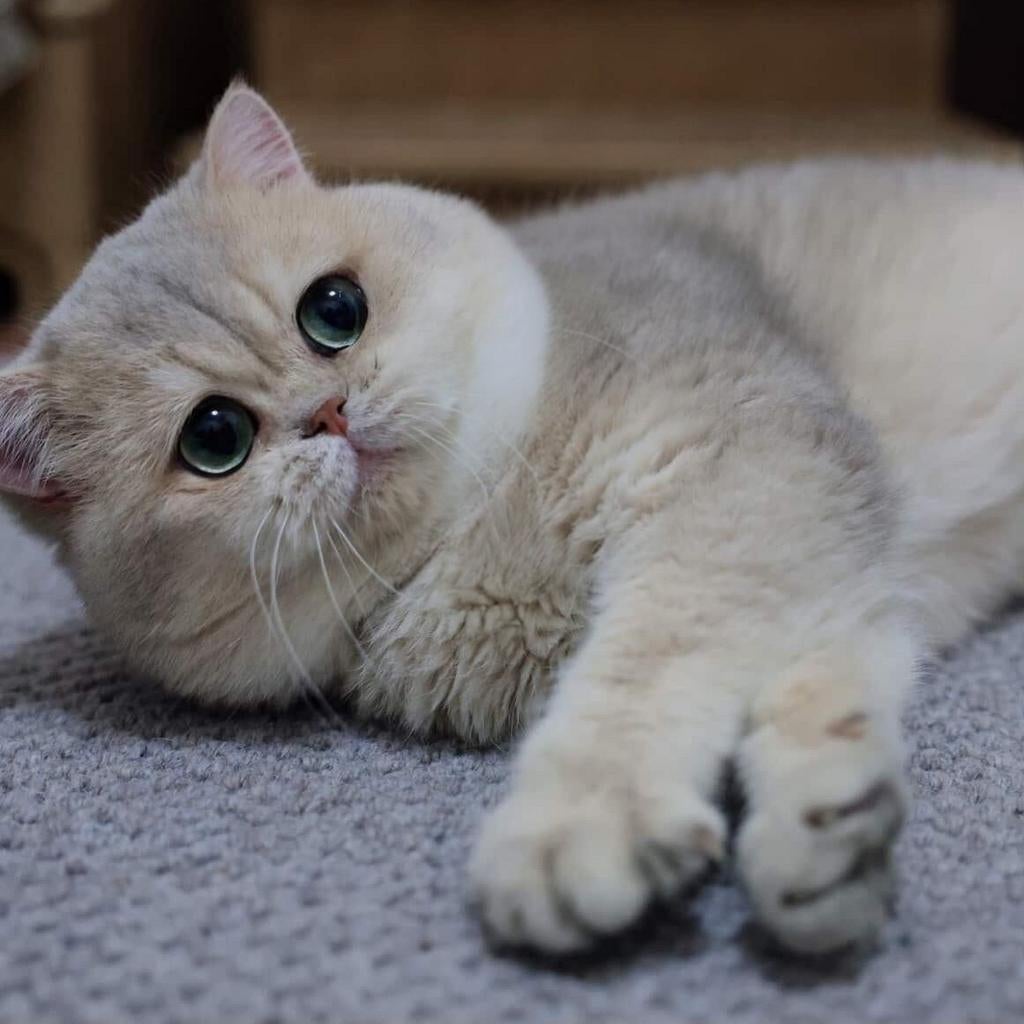 Prachtige Britse korthaar Dekkater blue golden shaded ay11, 0 tot 2 jaar