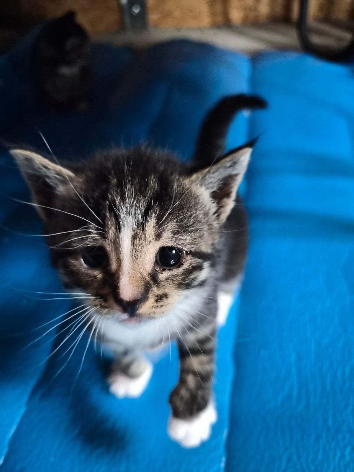3 lieve kittens zoeken nog een huisje!, Dieren en Toebehoren, Meerdere dieren