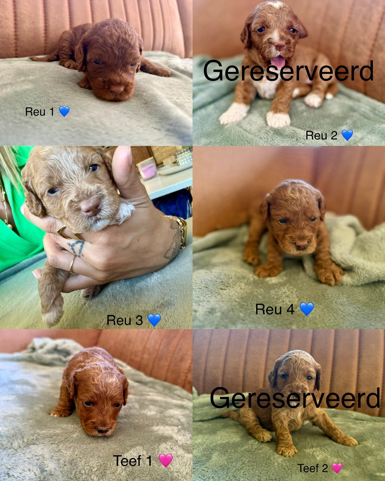 Poedel puppy’s te koop, Poedel, Parvo, België, Particulier