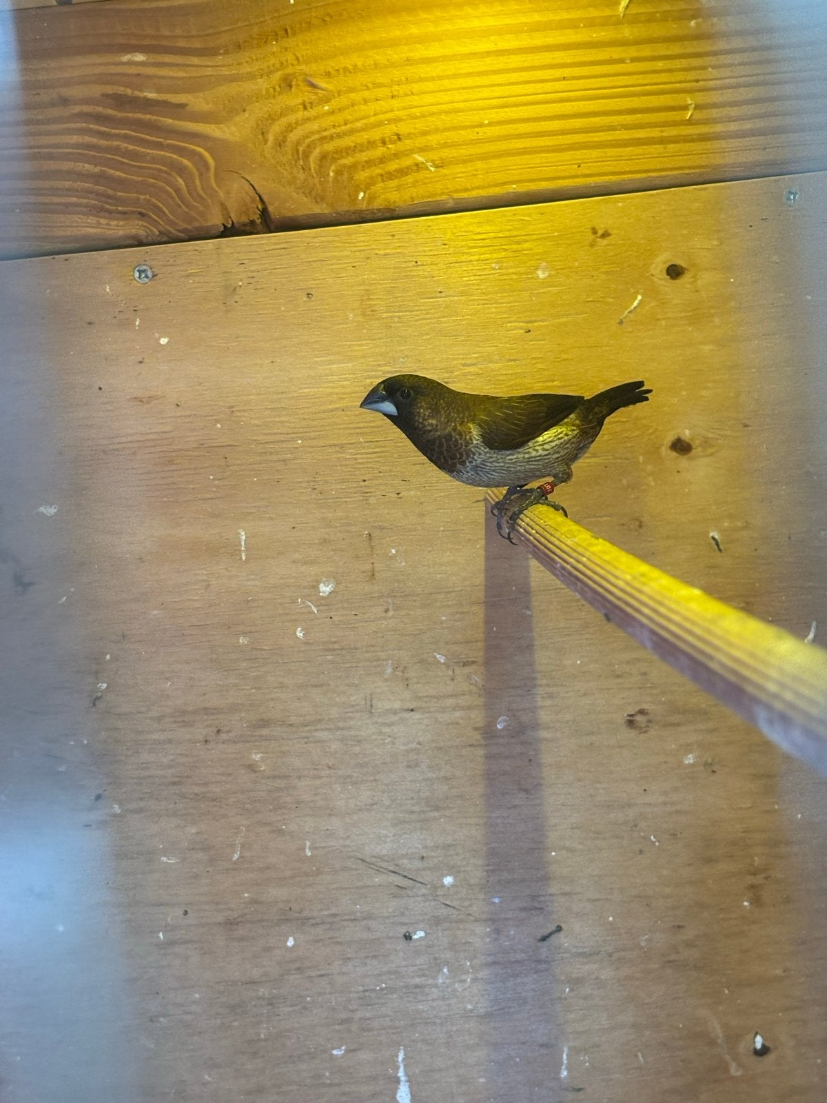 Koppel japanse meeuwen, Meerdere dieren, Tropenvogel, Geringd