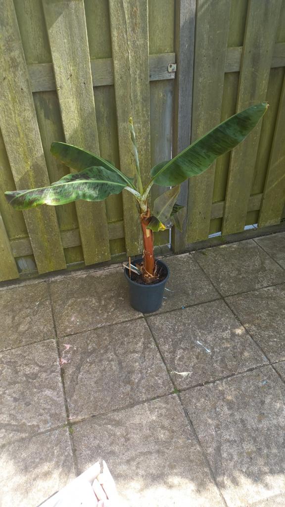 Bananenplant, Ophalen, Overige soorten, Halfschaduw, Minder dan 100 cm