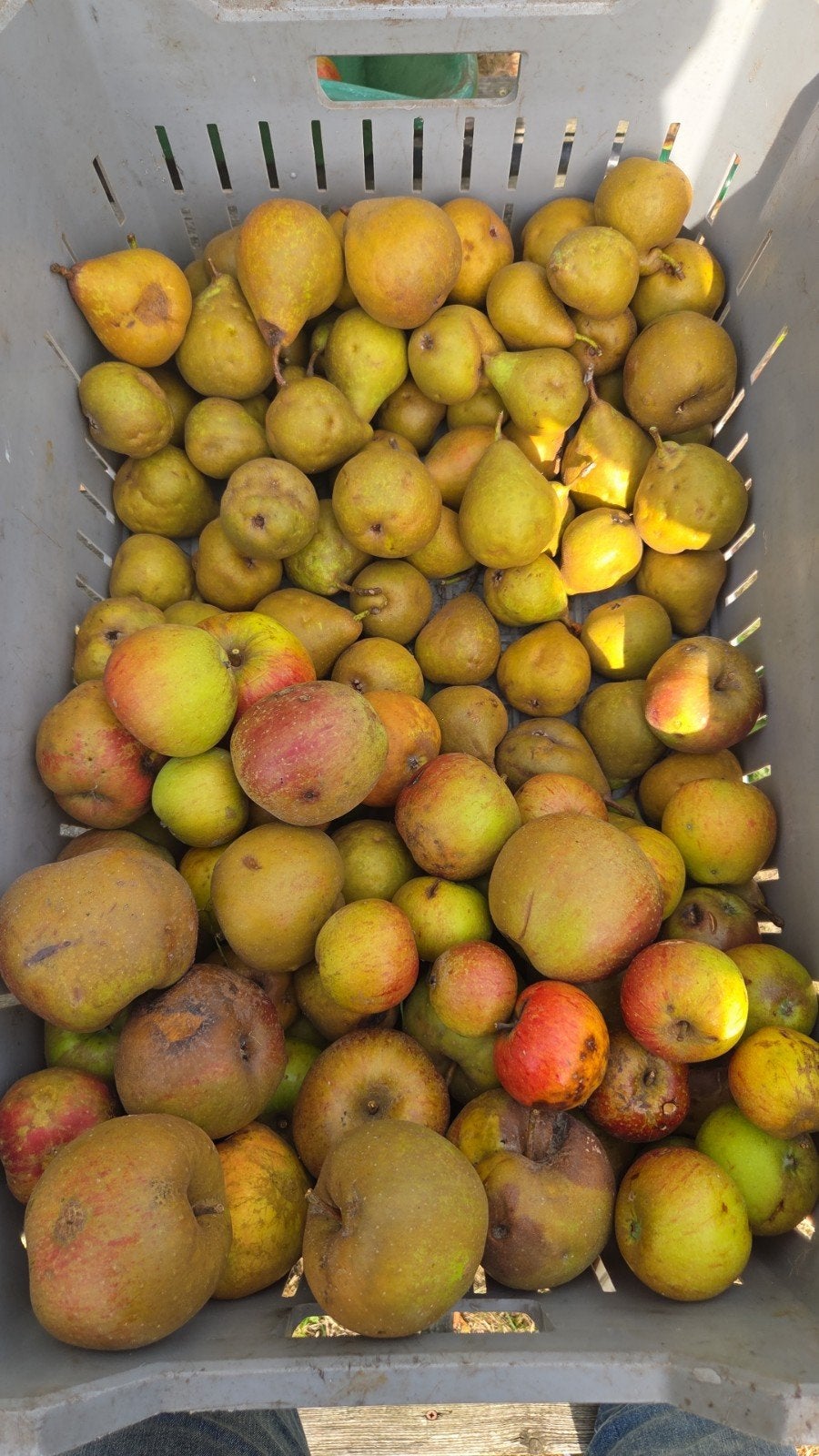 val appels en stoofperen voor diervoer, Ophalen