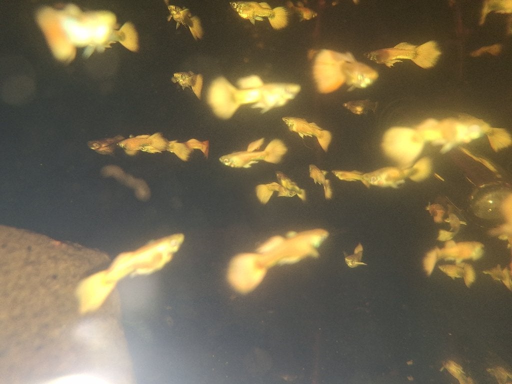 Guppy goud 24k, Dieren en Toebehoren, Vissen | Aquariumvissen, Zoetwatervis, Vis