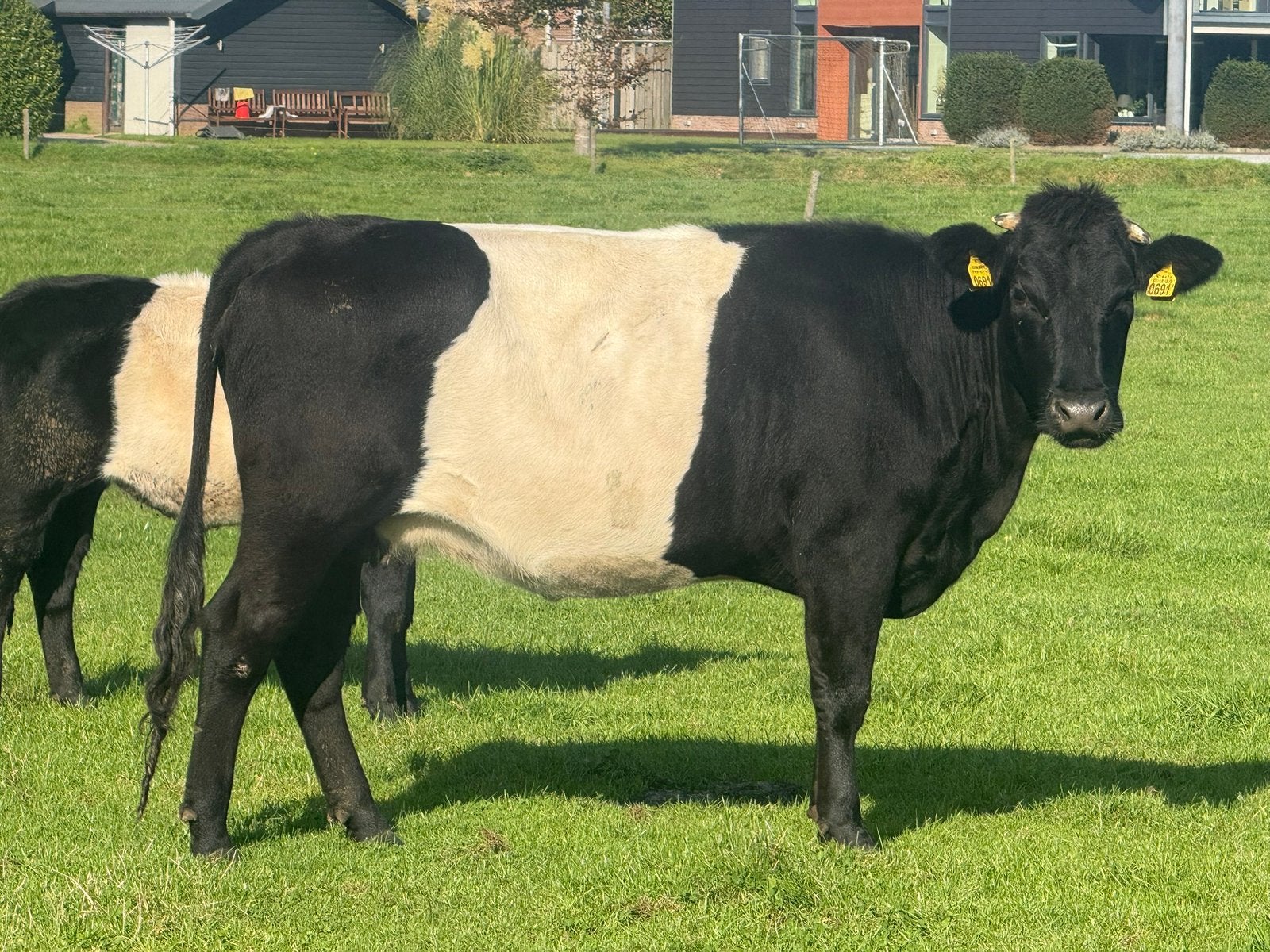 Mooie drachtige lakenvelder vaars te koop, Vrouwelijk
