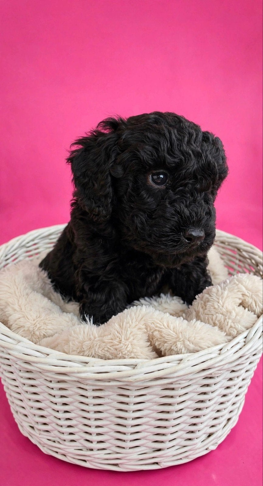 Labradoodle puppie's F1B generatie Reutjes en Teefjes Beschi, Overige rassen, CDV (hondenziekte), 8 tot 15 weken, Meerdere