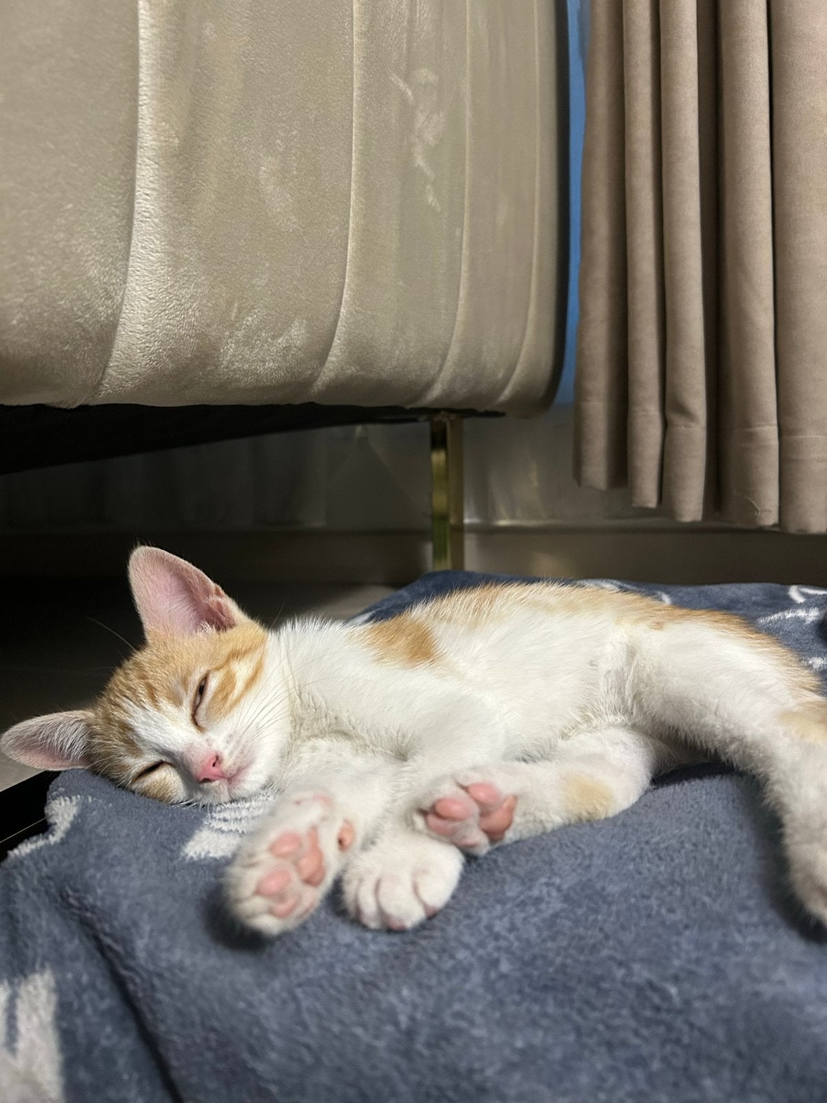 Schattig kitten, Poes, Kortharig, 0 tot 2 jaar
