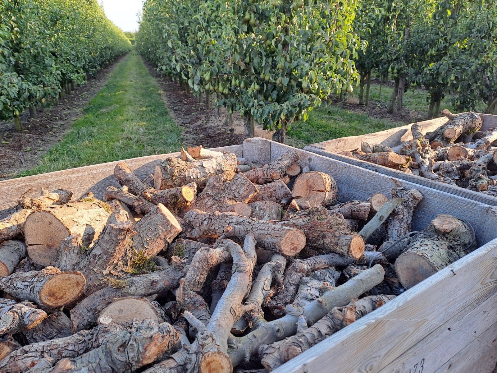 Perenhout kachelhout te koop!, Minder dan 3 m³, Ophalen