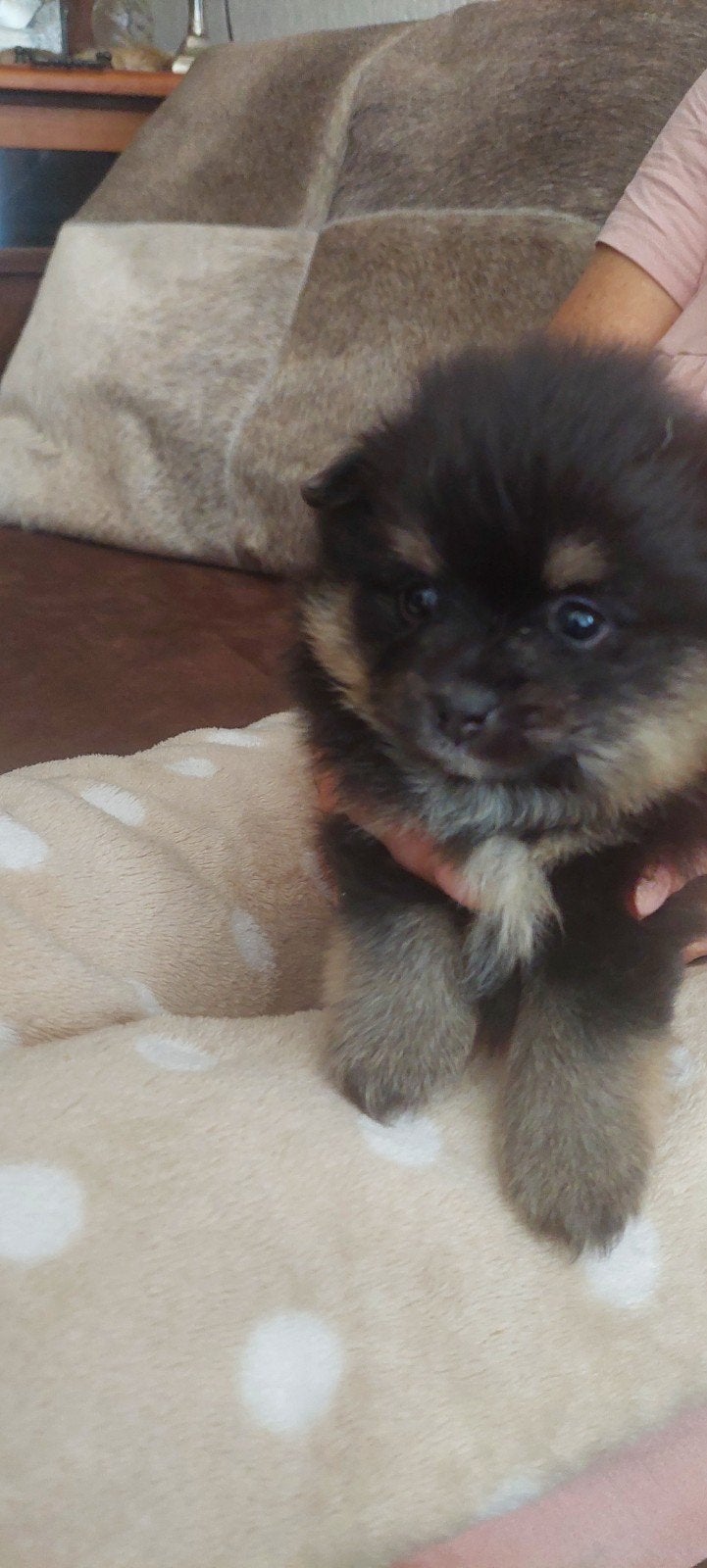  Te koop: Prachtige Mini (bearface) Pomeriaan puppy s Teefje, Parvo, Overige rassen, 8 tot 15 weken, Teef