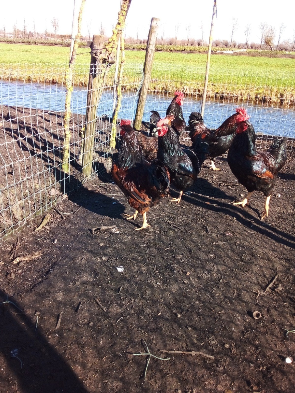 Slachthanen, Dieren en Toebehoren, Mannelijk, Kip