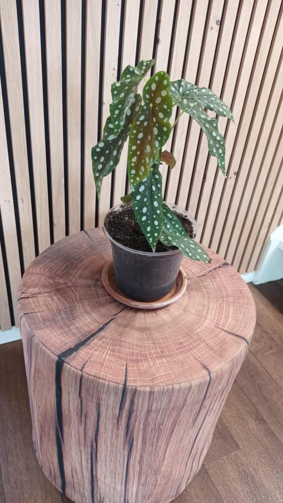 Stippen Begonia - Makkelijke en leuke kamerplant, Ophalen, Overige soorten, Halfschaduw, In pot
