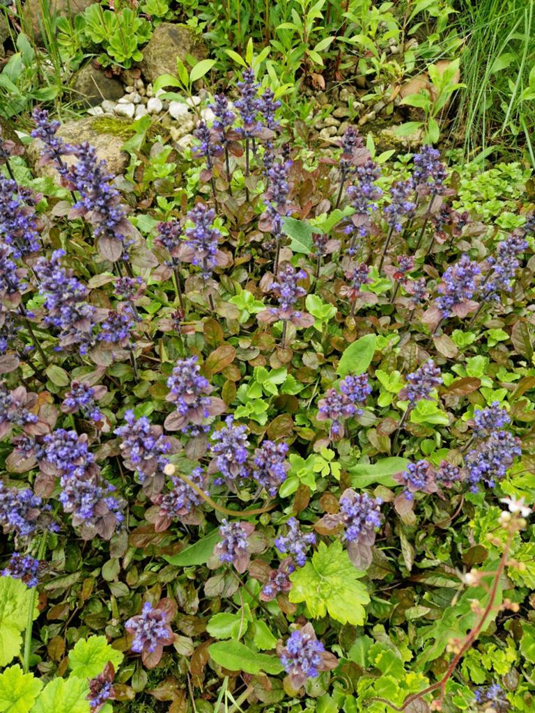Stekjes Zenegroen,  Vaste plant bodembedekker, Tuin en Terras, Ophalen, Bodembedekkers, Vaste plant, Halfschaduw