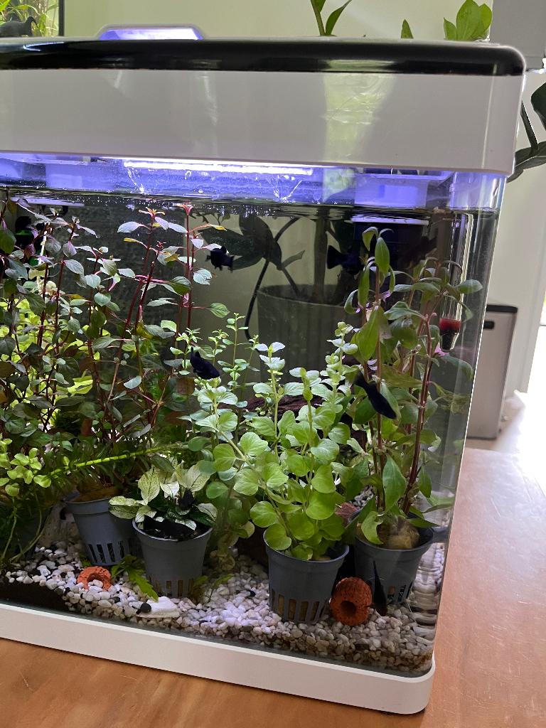 Jonge Black Molly’s en platys, Dieren en Toebehoren, Vissen | Aquariumvissen, Vis, Zoetwatervis