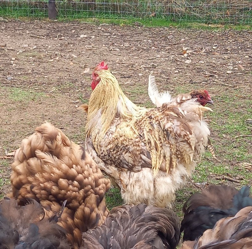 te koop koekkoek haan orpington groot, Mannelijk, Kip