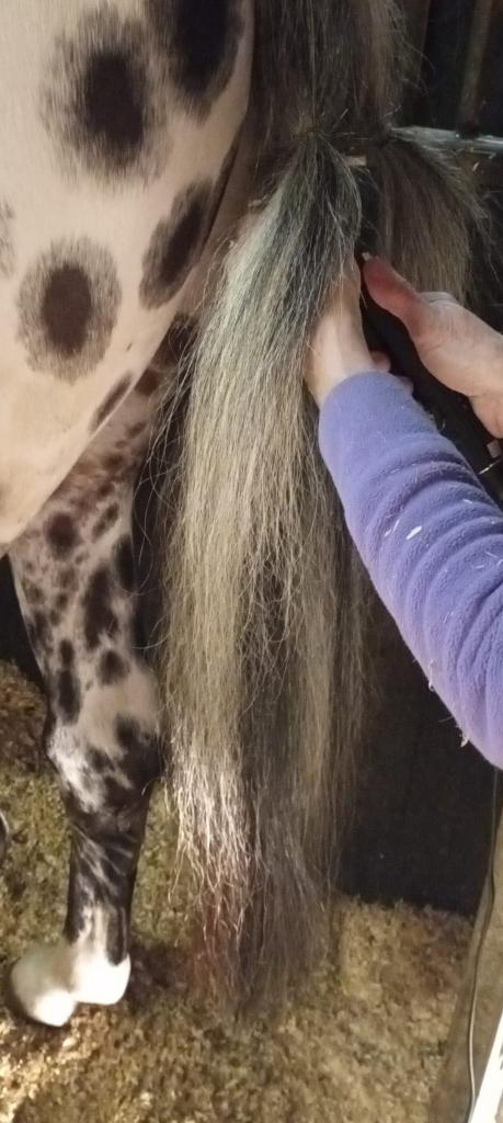 Uw paard weer een mooie volle staart?, Ophalen of Verzenden, Nieuw