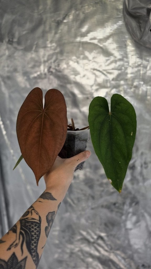 Anthurium Dressleri, Huis en Inrichting, Kamerplanten, Ophalen of Verzenden, Halfschaduw, Minder dan 100 cm