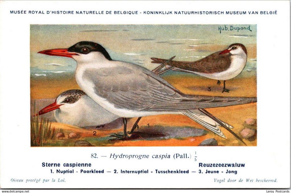 Reuzezeezwaluw / Caspian tern – Nº 82 – (KBIN / IRSNB), Verzenden, 1940 tot 1960, Ongelopen, Vogel