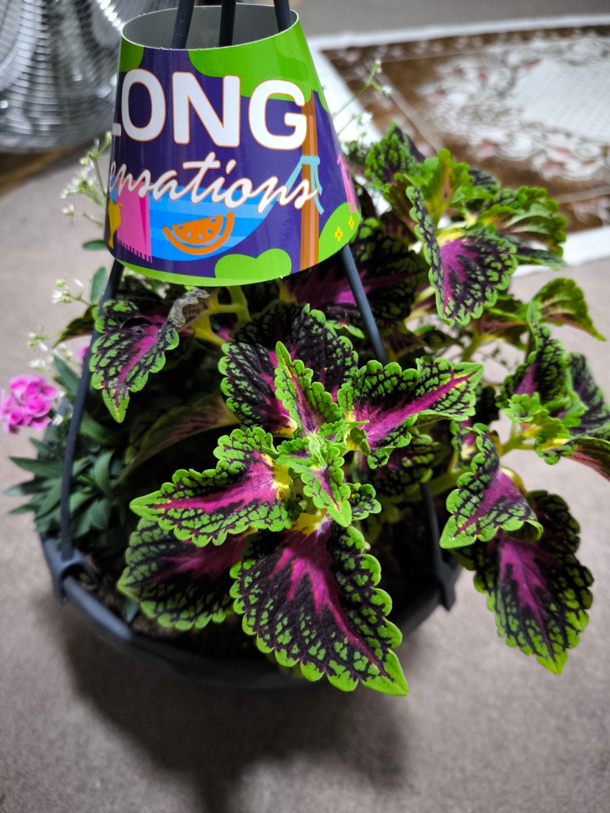 Kleurrijke hangplant: Coleus en Dianthus, Eenjarig, Halfschaduw, Zomer, Ophalen