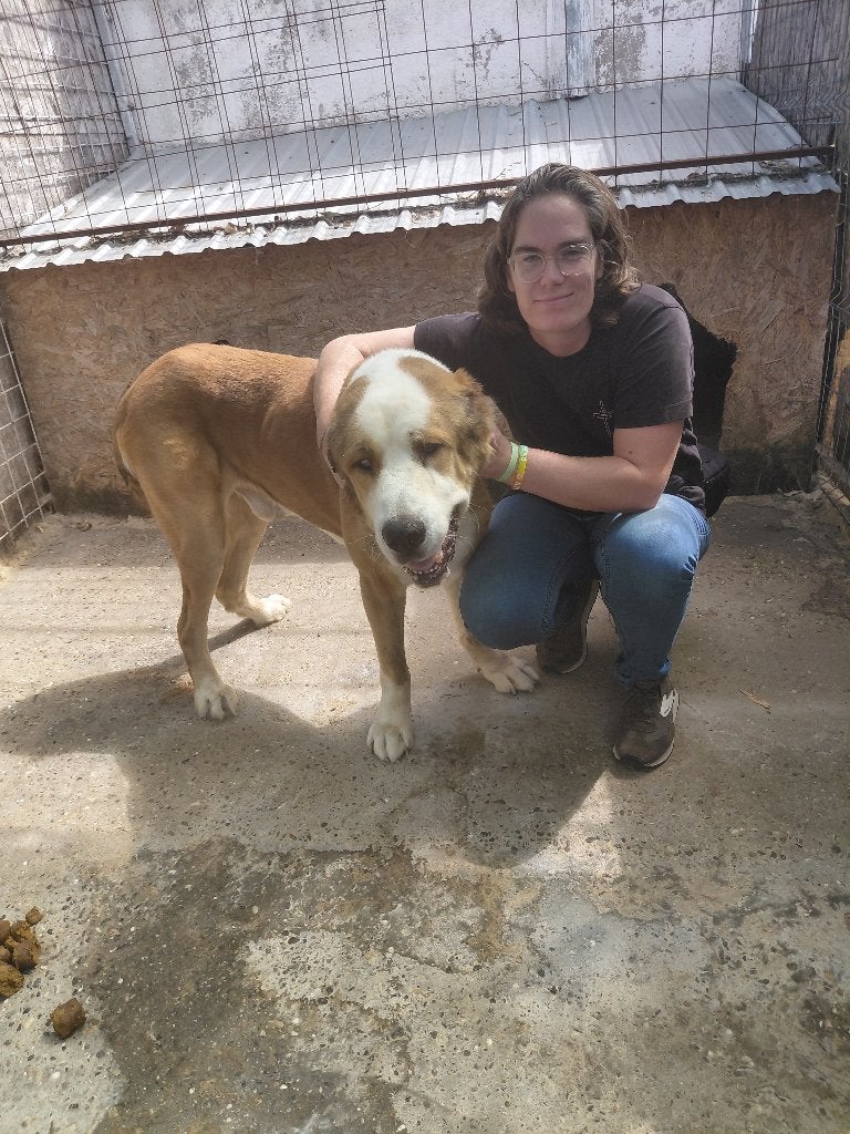 Grote Lobbes Lord ter adoptie!, Dieren en Toebehoren, 6 jaar of ouder, Particulier, Reu, Buitenland