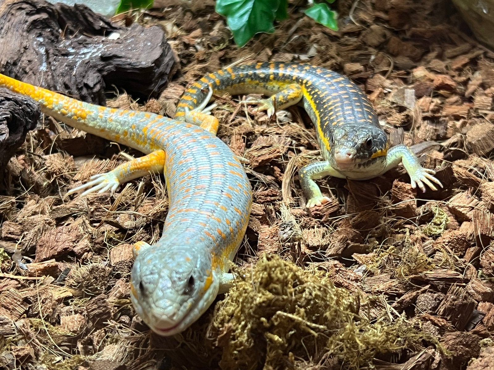 1.1 Schneiders skink 2023, Dieren en Toebehoren, 0 tot 2 jaar