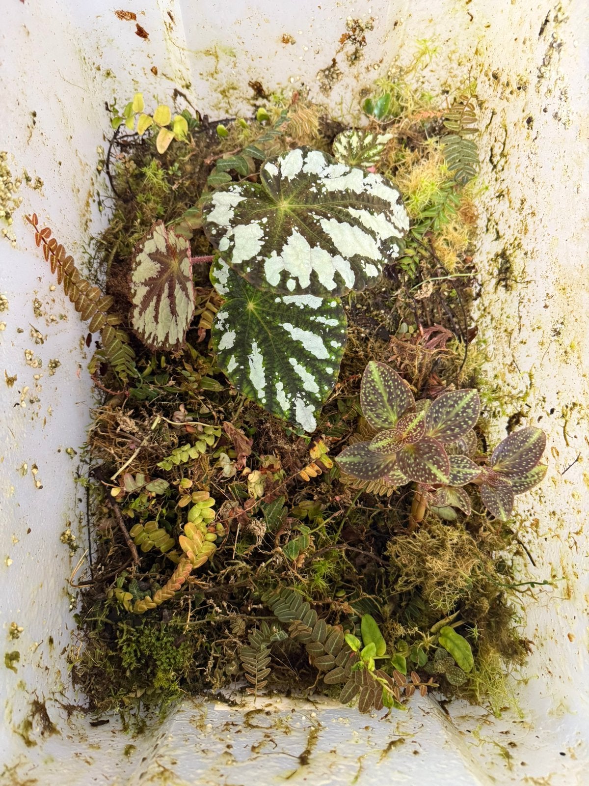 Tropische terrarium planten #bak2 (70L-bak), Huis en Inrichting, Kamerplanten, Ophalen of Verzenden, Halfschaduw, Minder dan 100 cm
