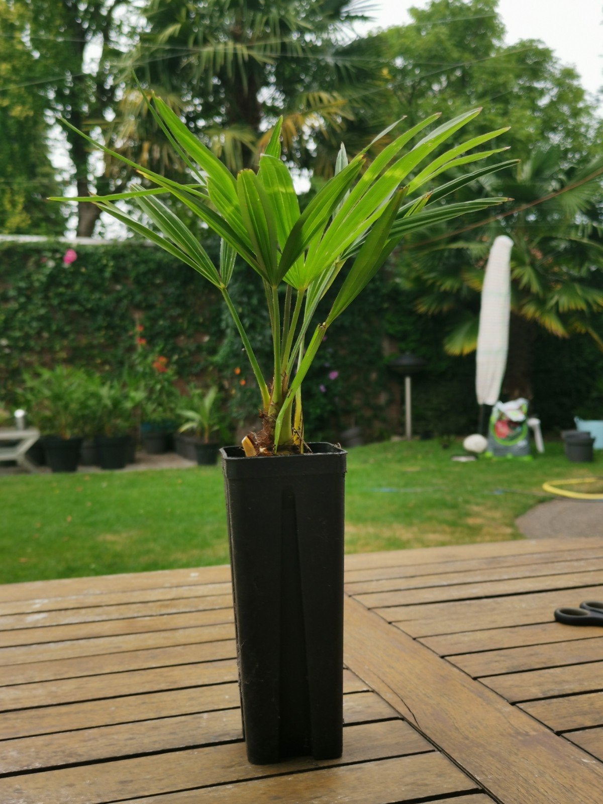 Palmboom, 100 tot 250 cm, Zomer, Palmboom, Ophalen