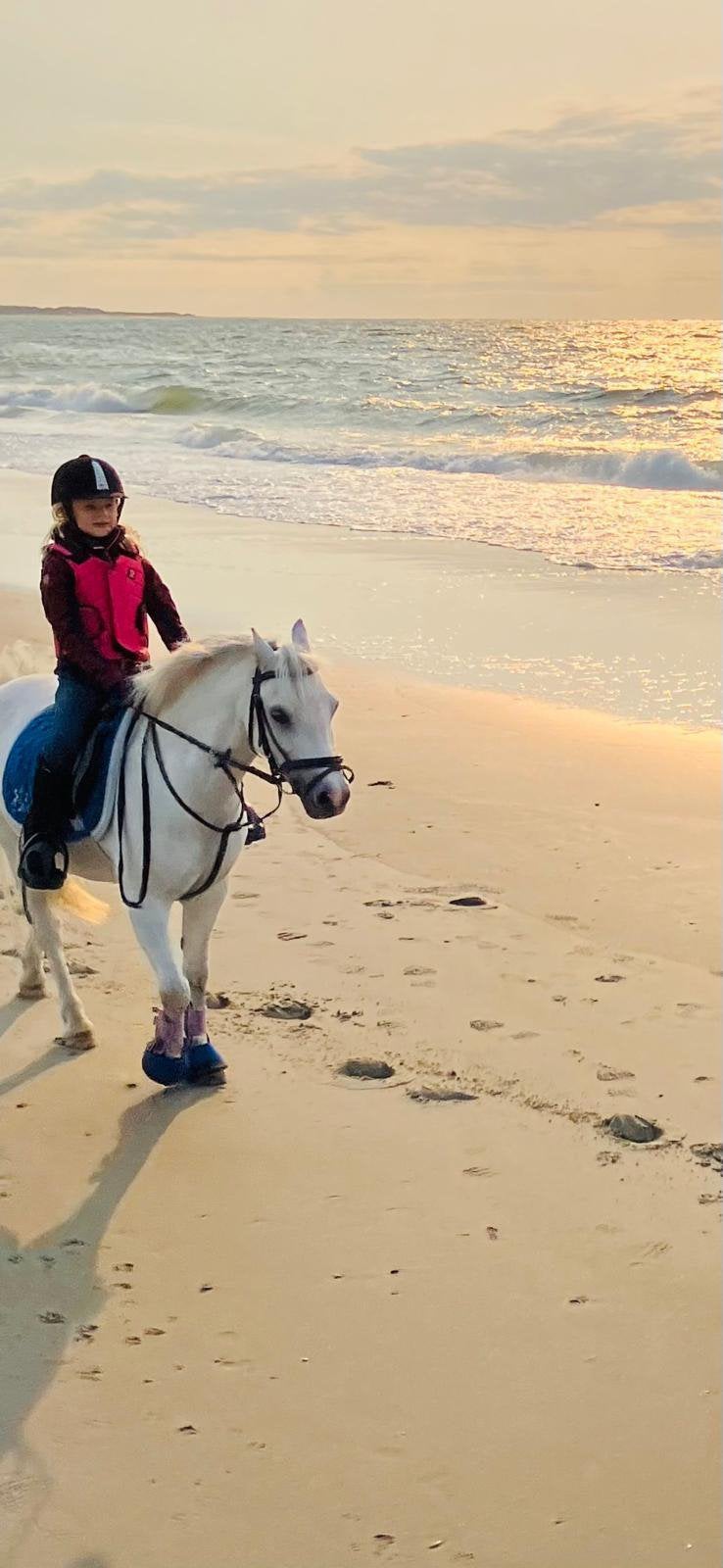 welsh B pony te koop, Dieren en Toebehoren, Paarden, Merrie, L, Minder dan 160 cm, 11 jaar of ouder, Recreatiepaard, Met stamboom