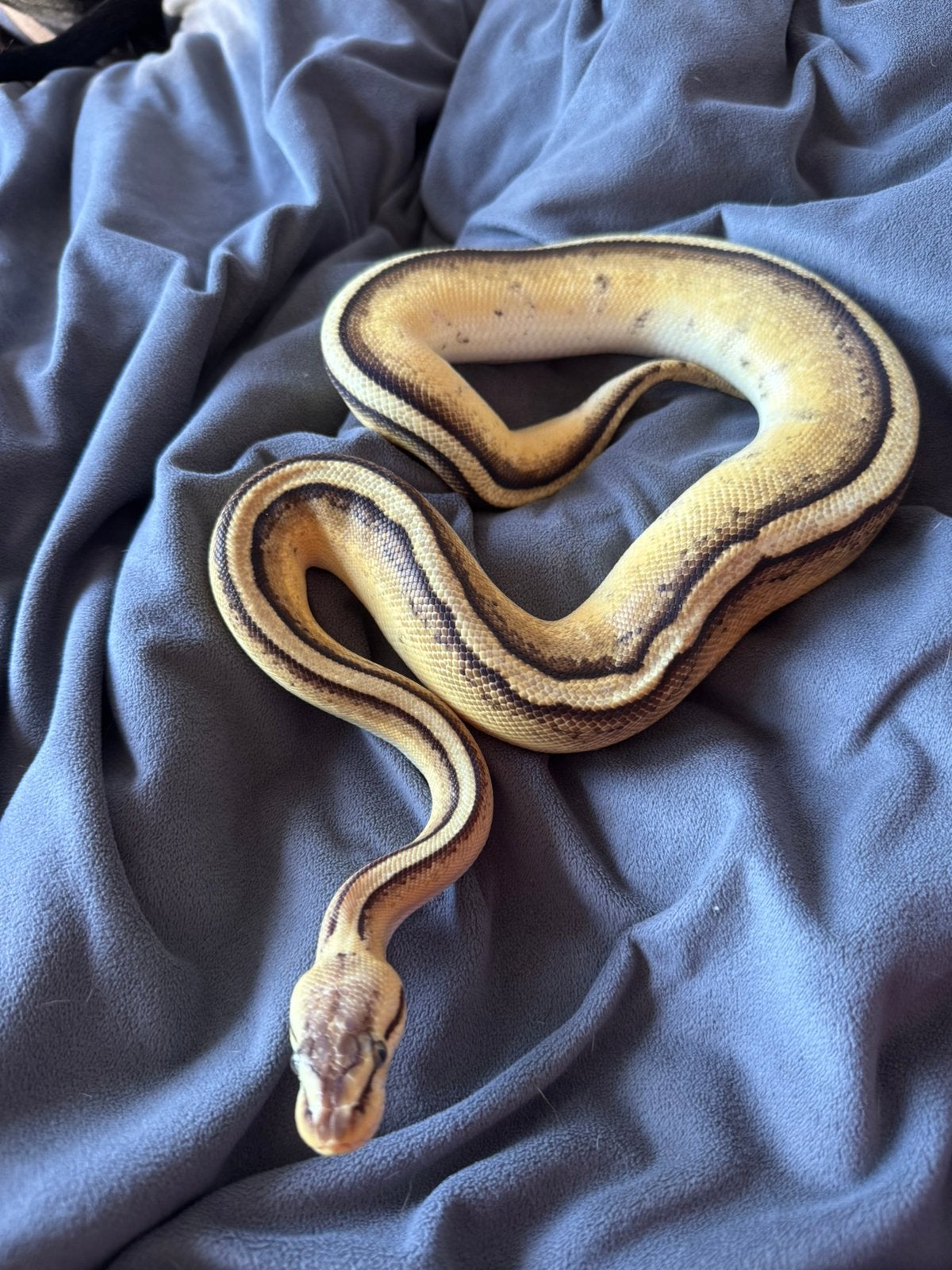 Highway ballpython ( koningspython) Ball Python photo 3