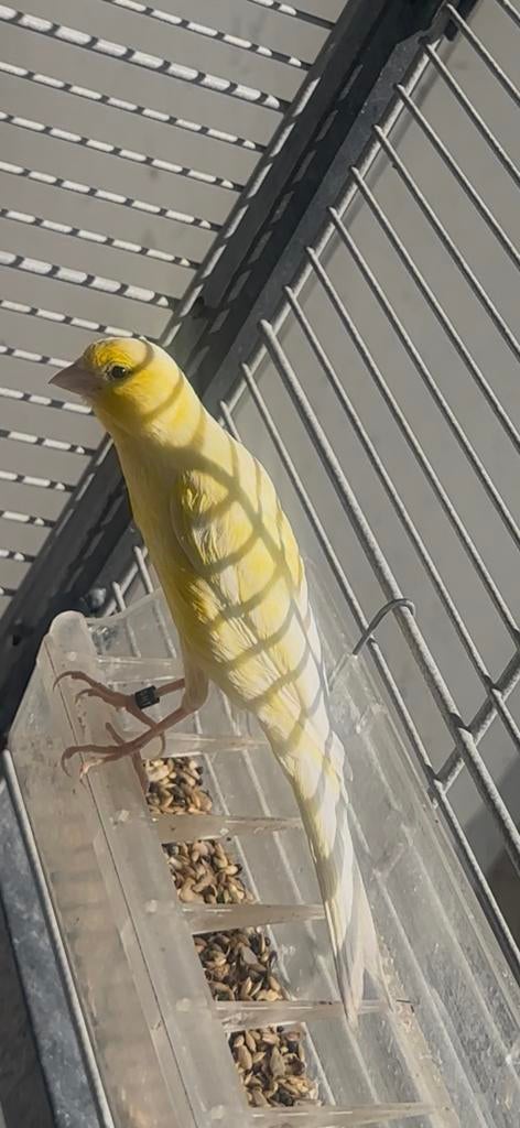 Kanarie pop, Dieren en Toebehoren, Vogels | Kanaries, Vrouwelijk