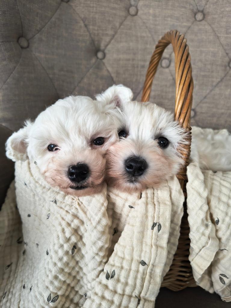 Nog 1 ! Lief reutje te koop!, Dieren en Toebehoren, Honden | Chihuahua's en Gezelschapshonden, 8 tot 15 weken, Parvo, Meerdere