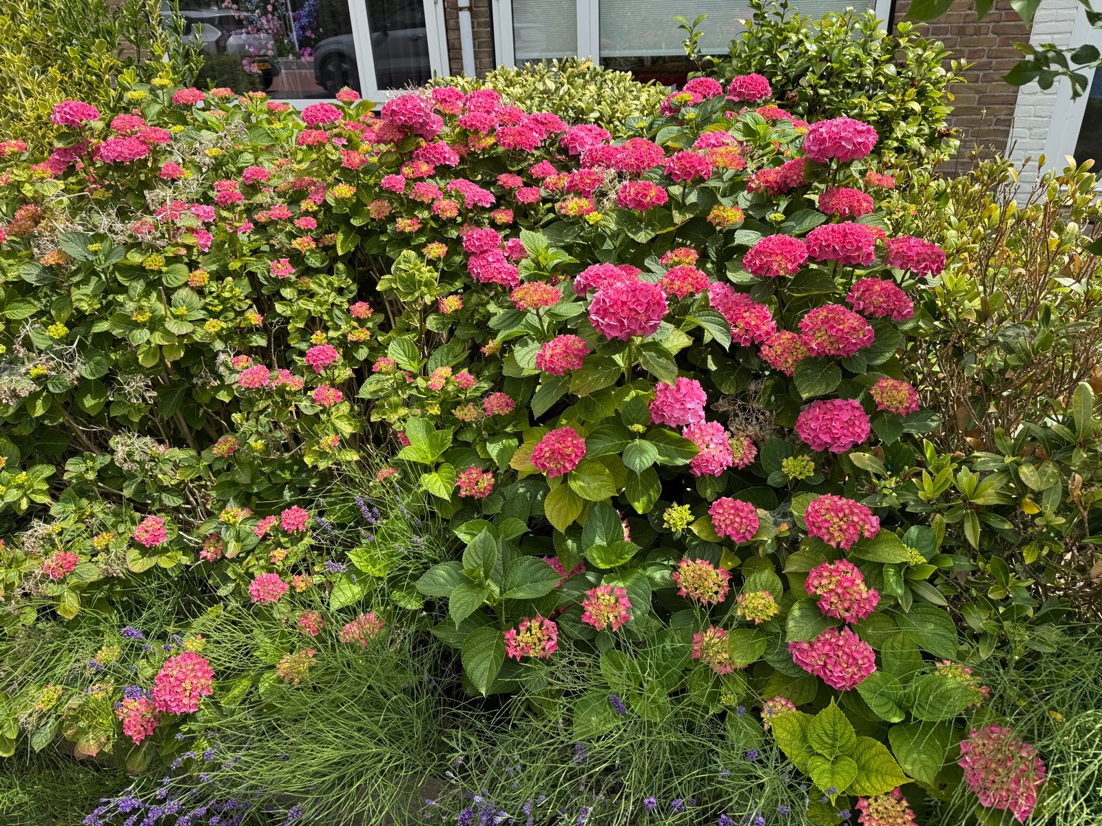 Roze Hortensia's -, Tuin en Terras, Vaste plant, Halfschaduw, Zomer, Ophalen