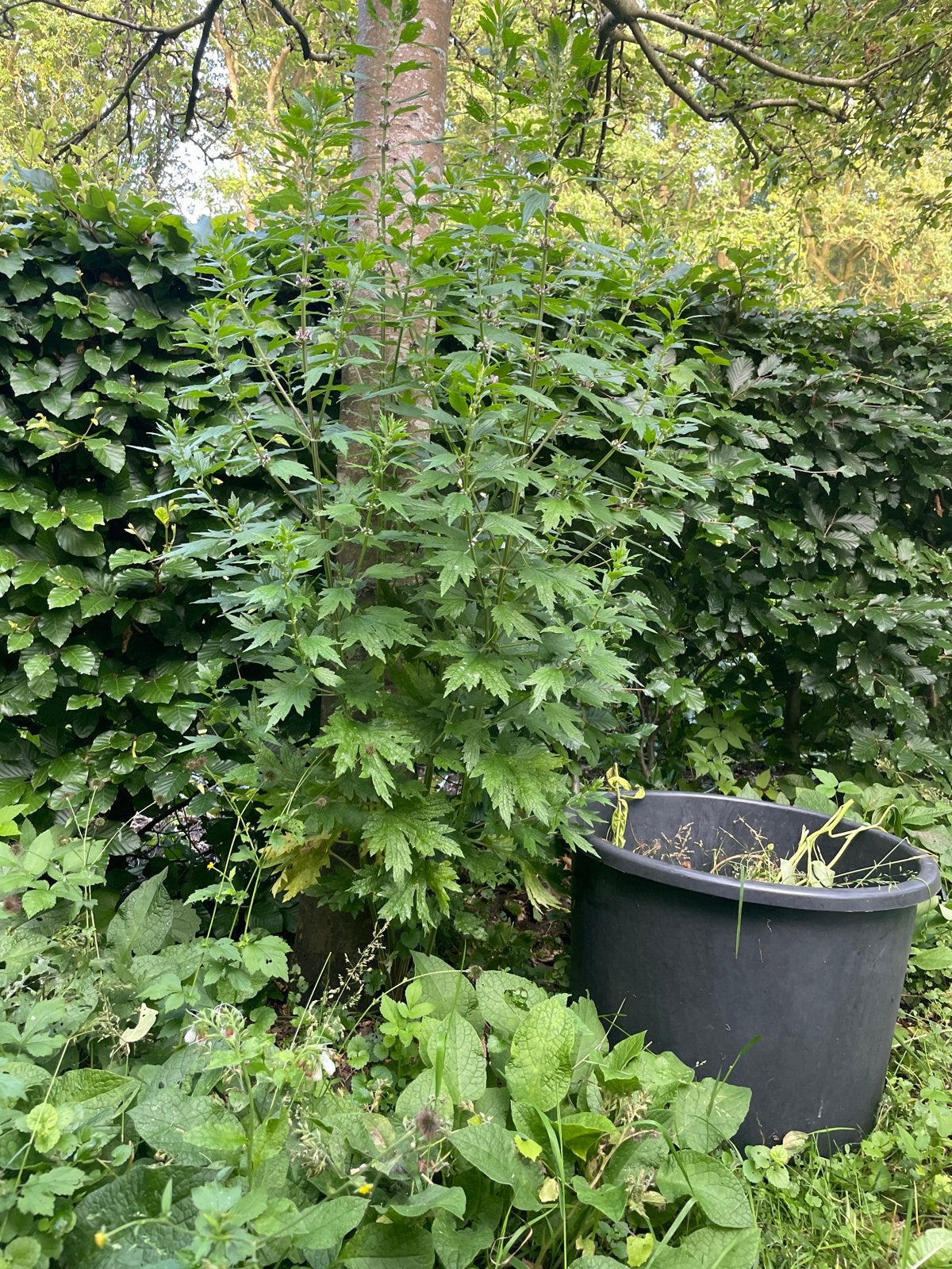 Vlinderplant Leonurus cardiaca - Bijen- en vlindermagneet, Ophalen, Volle zon, Vaste plant, Kruiden