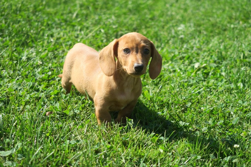 Leuke korthaar dwerg Teckel pups teefjes, Parvo, Nederland, 8 tot 15 weken, Korthaar