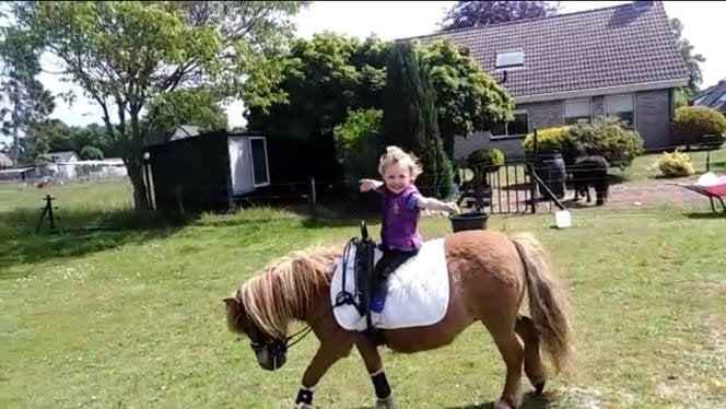 verzorgpony, Ophalen of Verzenden