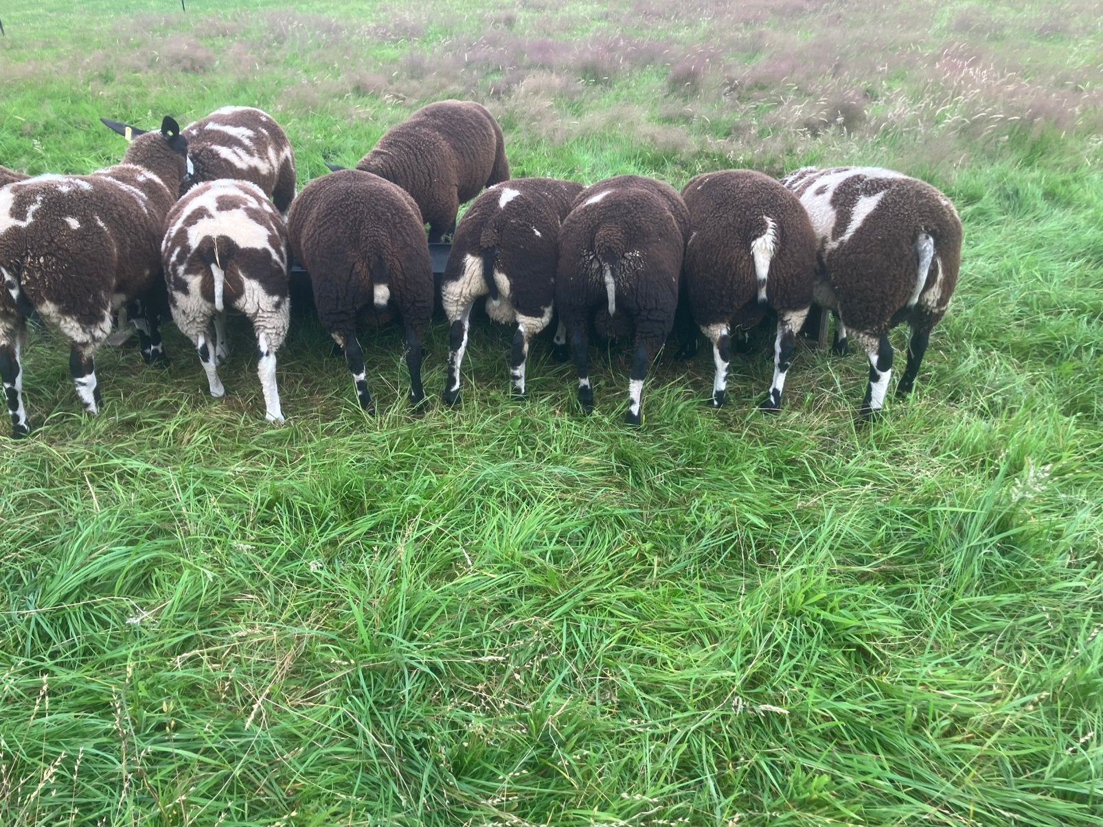 Bonte dekrammen, Dieren en Toebehoren, Mannelijk, Schaap, 0 tot 2 jaar